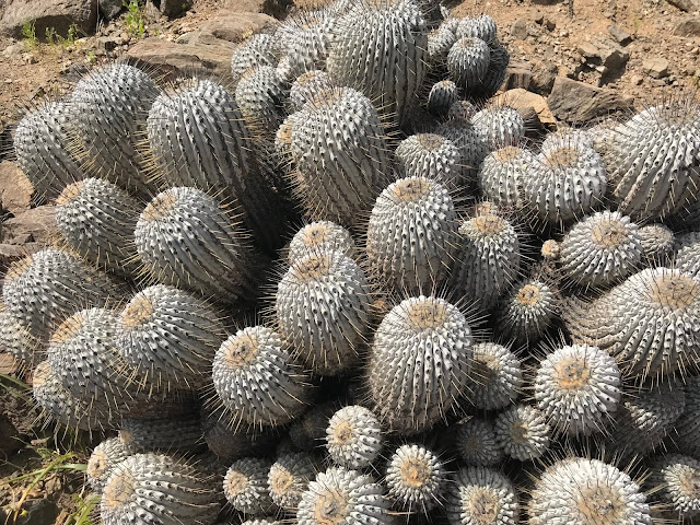 Parque Llanos de Challe, Región de Atacama, Chile