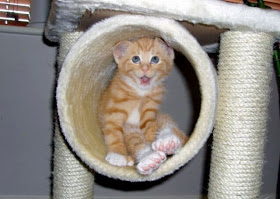 kitten plays in cat tree, funny cat pictures, funny cats