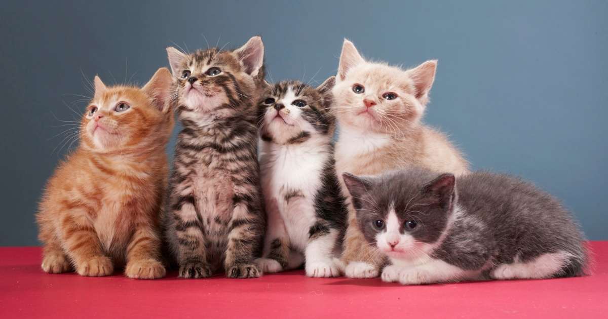  Gambar  Kucing  Comel  dan Manja Anak Kucing  Lucu dan Paling  