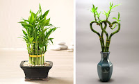 Lucky Bamboo Plants2