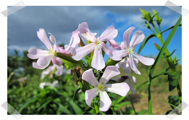 Soapwort (Saponaria officinalis)