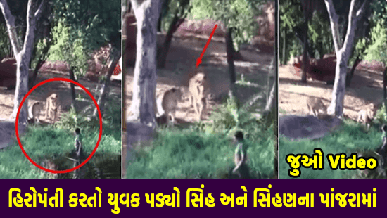 A young man fell between a lion and a lioness - video
