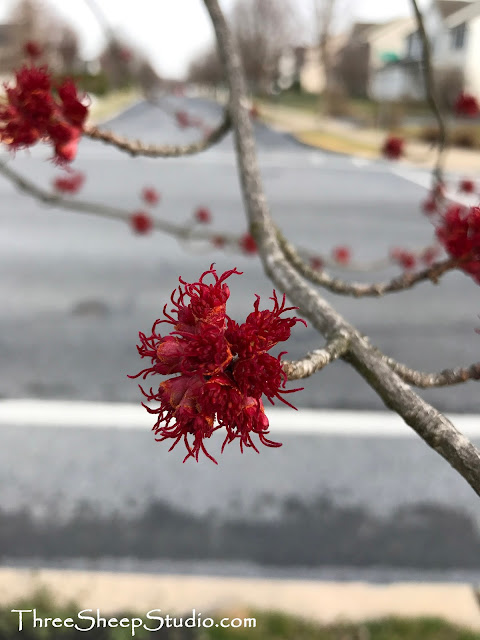 Trees flowering