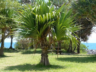 Pandanus sp. - Vacoa