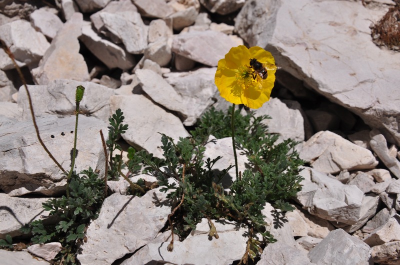 Tofana di Rozes