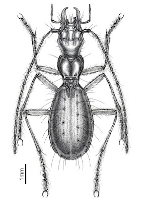 Species New to Science: [Entomology • 2022] Duvalius djokovici • A New ...
