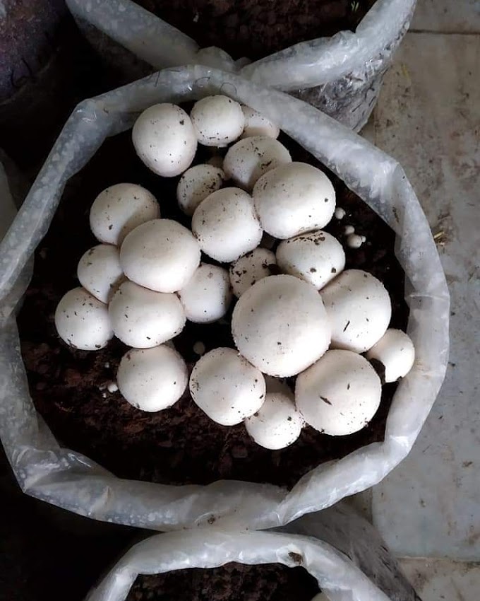 Button Mushroom Farming | Mushroom cultivation | Biobritte mushroom company