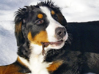 bernese mountain dog 