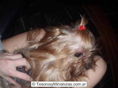 Yorkshire Terrier Health