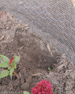 The Chicken Chick®: 11  Tips for Predator proofing Chickens  hardware cloth for chicken run