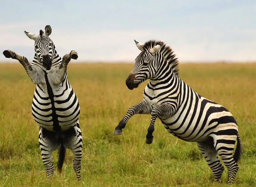 Zebras