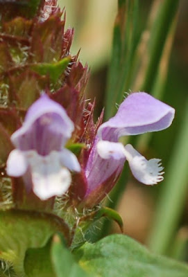 Prunella vulgaris, heal-all