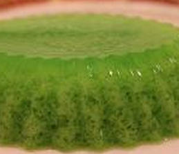 Puding pandan