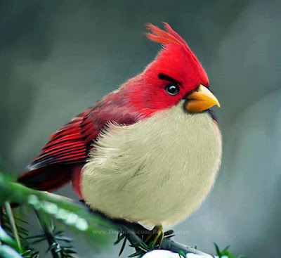 The real ANGRY BIRD