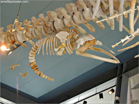 Esqueleto de Reyna en el Museo de las Ballenas de New Bedford