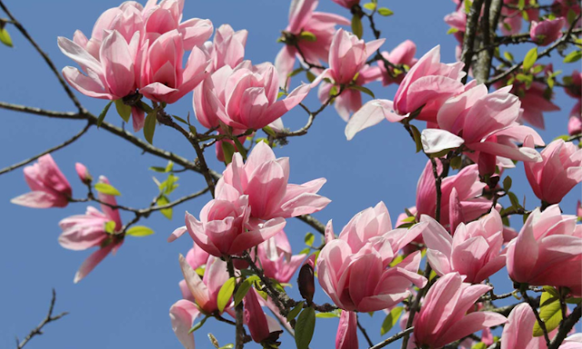 Pink Magnolia Flower