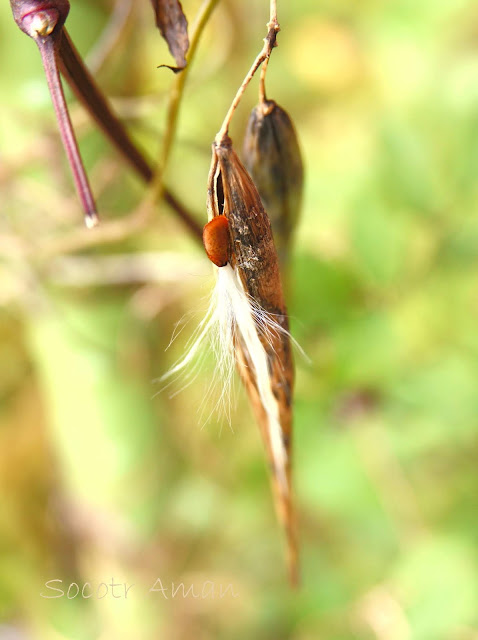 Vincetoxicum sublanceolatum