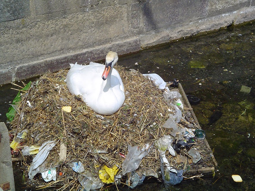 You Will Want To Recycle Everything After Seeing These Photos! - A Mute Swan Builds A Nest Using Plastic Garbage