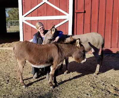 two donkeys and a woman sitting on a stool