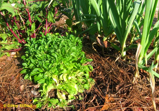 Image of Pine needle mulch in a vegetable garden