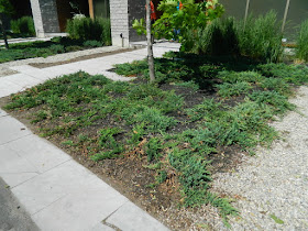 King West Village Toronto front garden clean up after by Paul Jung Gardening Services