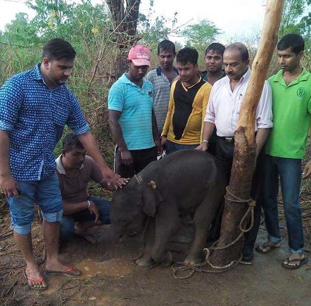 අලි පැටවෙකු බේරගනී