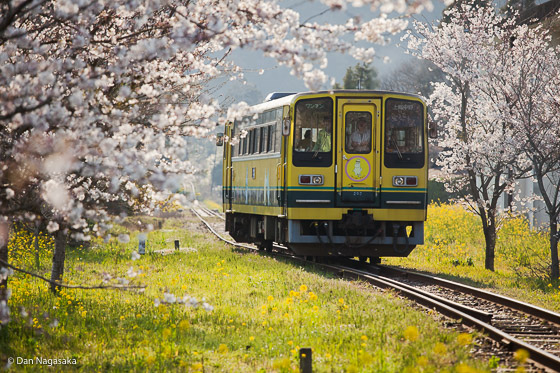 いすみ鉄道と菜の花