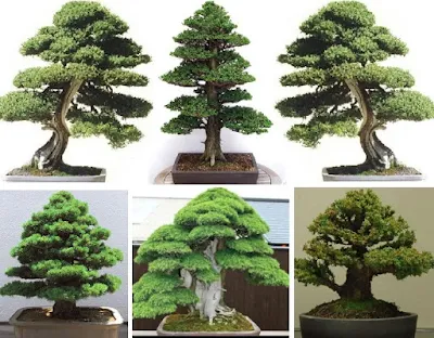 Semillas Bonsai Perennial Plants: Home Garden Cedar Trees to Beautify Your Environs - How to Plant the Seeds, Benefits, Tips, Pros and Cons