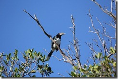 South Africa 012