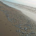 Peixes aparecem mortos na orla da praia Lagoa Doce, em São Francisco de Itabapoana