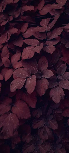 4k iPhone Wallpaper: Autumn Leaves