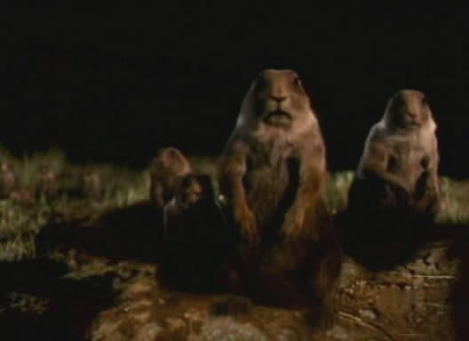 Indy IV - marmottes abasourdies