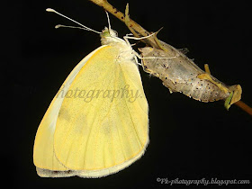 Cabbage White Butterfly