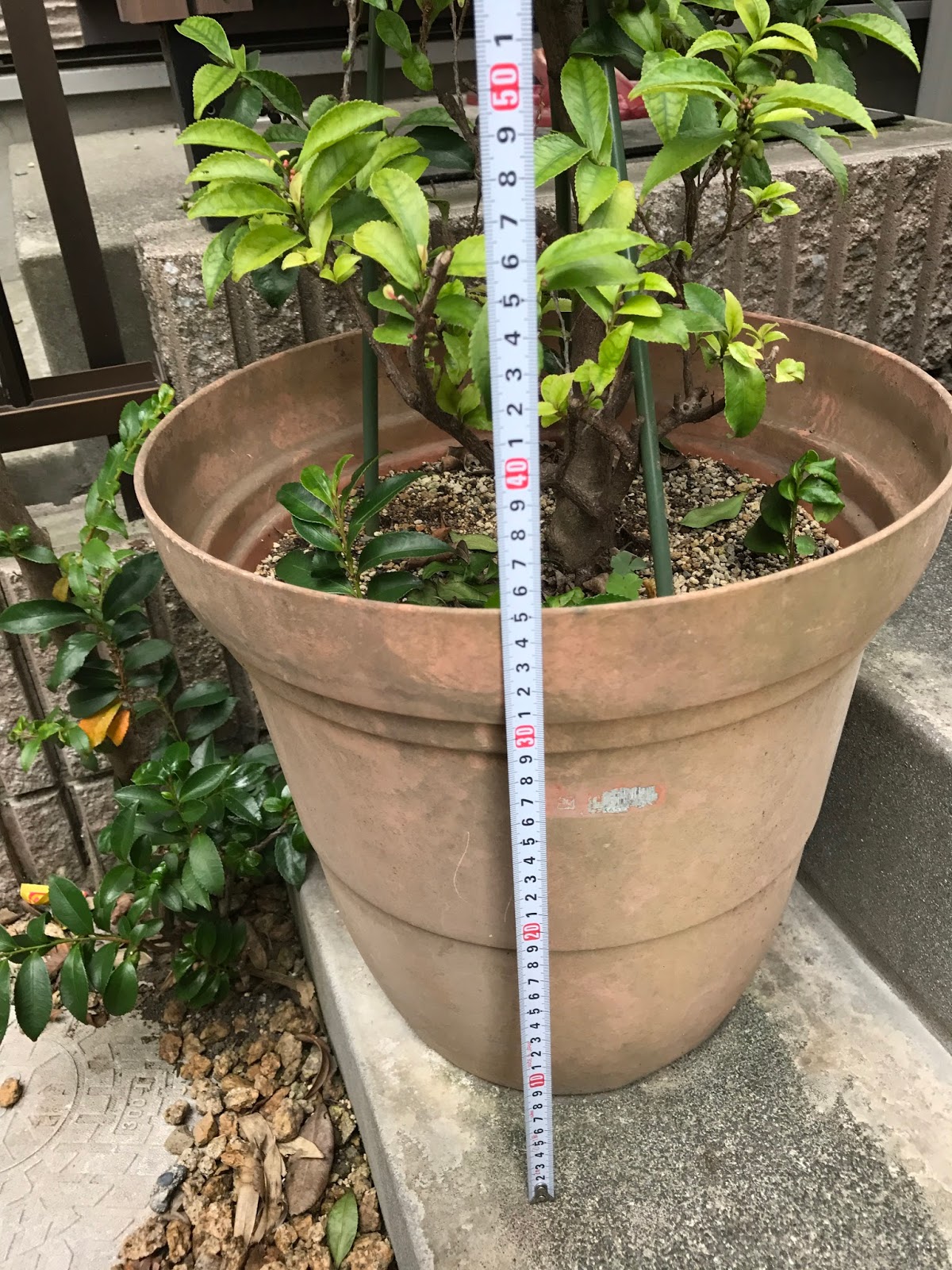 初めての榊の鉢の植え替え