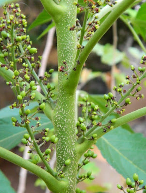 Бруцея яванская / Сумах яванский (Brucea javanica, =Rhus javanica)