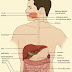 Human Digestive System: Parts, Organs and Functions