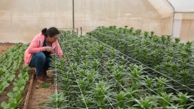 Llaman a jóvenes del agro a innovar desde sus casas