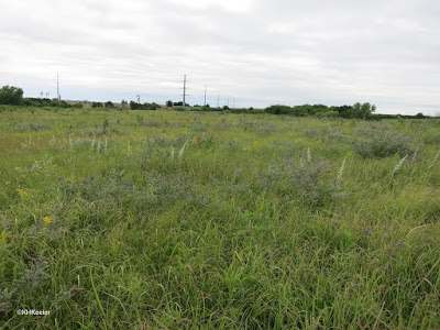 tallgrass prairie, Nebraska