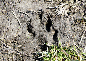 And, a couple of dog prints along a nearby pond.
