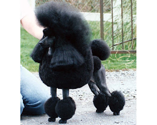 shaved poodle