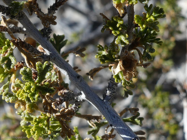 36: dried flower