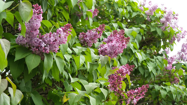 Lilac bushes