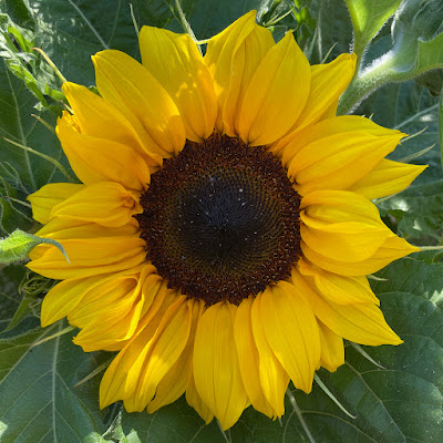 Sunflower