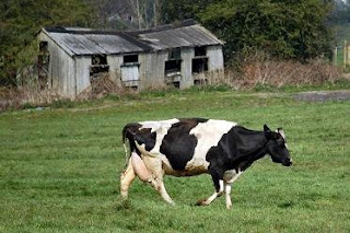 cow in field