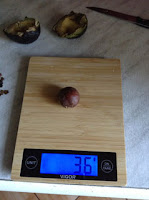 косточка авокадо на весах фото