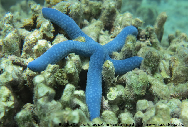 Snorkeling tour with Charles Roring