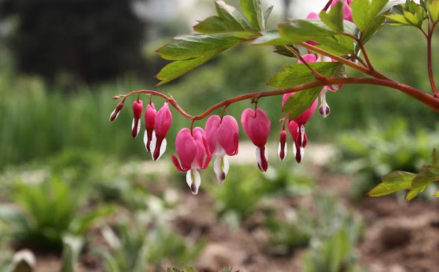 Bleeding Heart Flowers Pictures