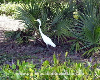 bird in pond - Charleston-MLS, real-estate, SC, West Ashley - home photo