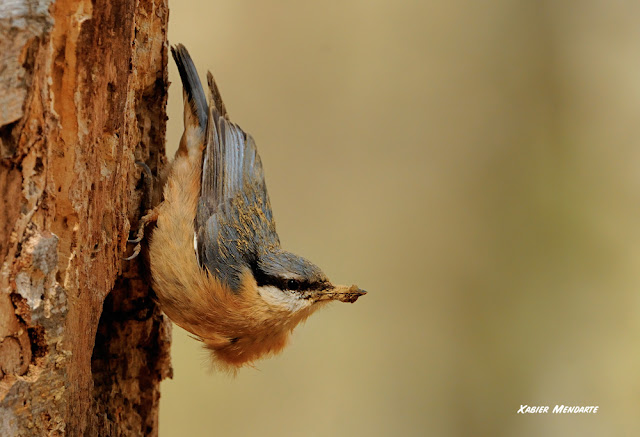 Garrapoa, Sitta europaea, Trepador azul