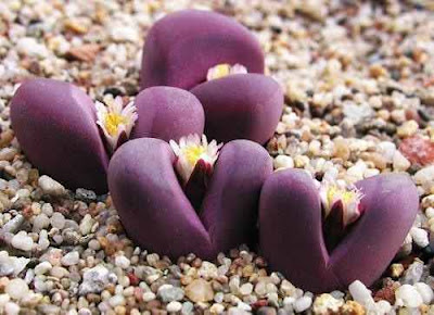 Pedras Vivas ou Plantas Pedra - Trata-se de uma planta suculenta anã quase sem caule, já que esse, curtíssimo, encontra-se abaixo da superfície da terra.  Cada par de folhas forma o corpo de uma planta, que tem uma forma cônica invertida. Da fissura ou fenda entre as duas folhas brotam as novas folhas, enquanto as velhas se abrem e murcham.